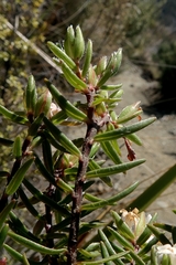 Pimelea suteri