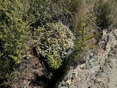 Pimelea suteri