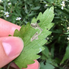 Phytomyza nepetae
