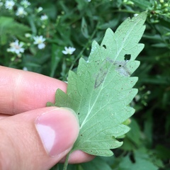 Phytomyza nepetae