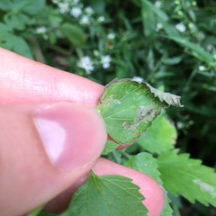 Phytomyza nepetae