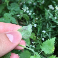 Phytomyza nepetae