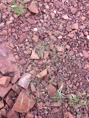 Euphorbia gracillima