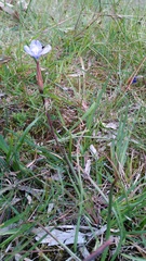 Patersonia occidentalis occidentalis