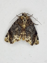 Drobeta