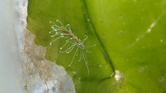 Amblyosyllis nigrolineata