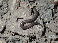 Endeavouria septemlineata