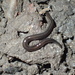Dolichoplana - Photo (c) Ron Matsumoto, some rights reserved (CC BY-NC), uploaded by Ron Matsumoto