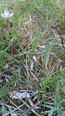 Patersonia occidentalis occidentalis