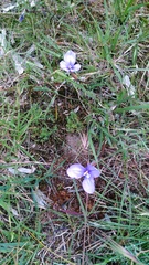 Patersonia occidentalis occidentalis