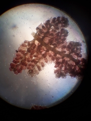 Gackstroemia weindorferi