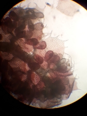 Gackstroemia weindorferi