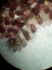 Gackstroemia weindorferi