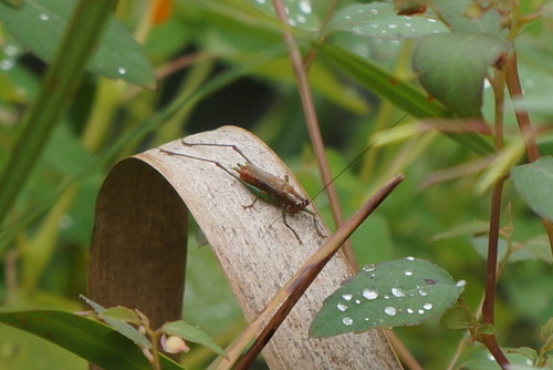 Long-tailed Meadow Katydid photo 2