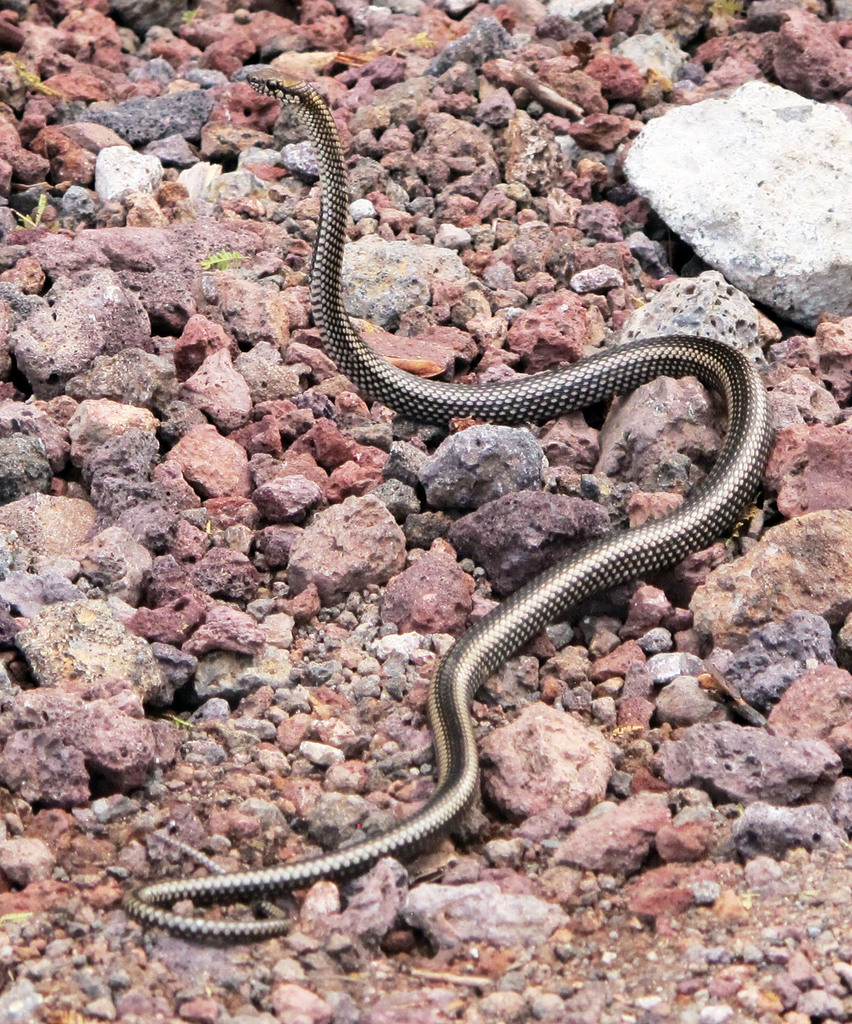 Striped Galapagos Snake