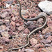Painted Racer - Photo (c) Edgar Segovia, some rights reserved (CC BY-NC), uploaded by Edgar Segovia