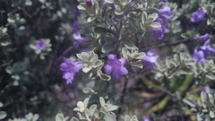 Leucophyllum laevigatum