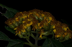 Otopappus microcephalus