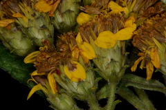 Otopappus microcephalus