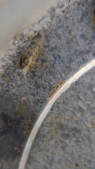 Amblyosyllis nigrolineata