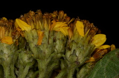 Otopappus microcephalus