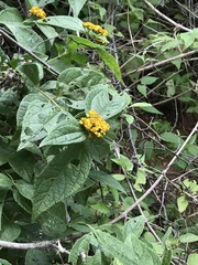 Otopappus microcephalus