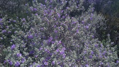 Leucophyllum laevigatum