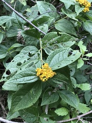 Otopappus microcephalus