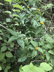 Otopappus microcephalus