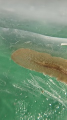 Leptoplanoidea