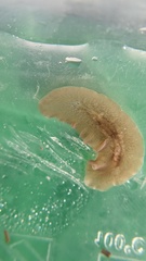 Leptoplanoidea