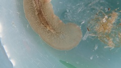 Leptoplanoidea