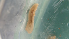 Leptoplanoidea