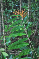 Heliconia longiflora