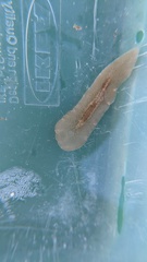 Leptoplanoidea