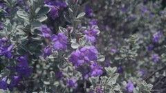 Leucophyllum laevigatum