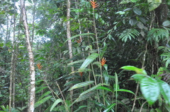 Heliconia longiflora