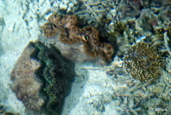 Tridacninae