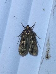 Martyringa latipennis