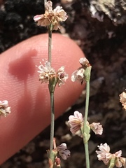 Eriogonum elegans