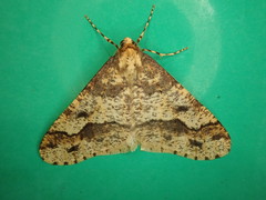Erannis gigantea