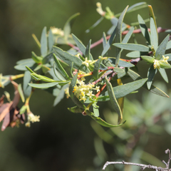 Pimelea microcephala