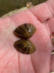 Truncilla donaciformis