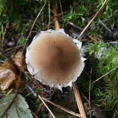 Psathyrella hymenocephala