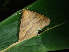 Erannis gigantea