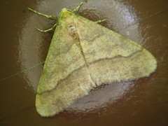 Erannis gigantea