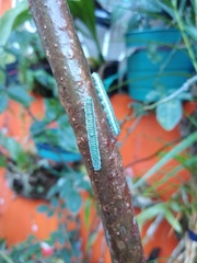 Leptophobia