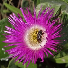 Carpobrotus dimidiatus