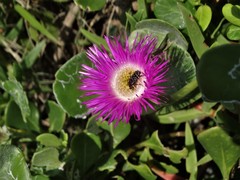 Carpobrotus dimidiatus