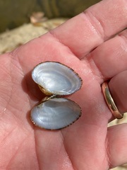 Truncilla donaciformis